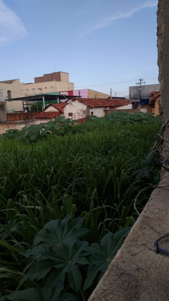 Escorpiões tomam conta do centro de Três Lagoas, assustam comerciantes e colocam a vida da população em risco