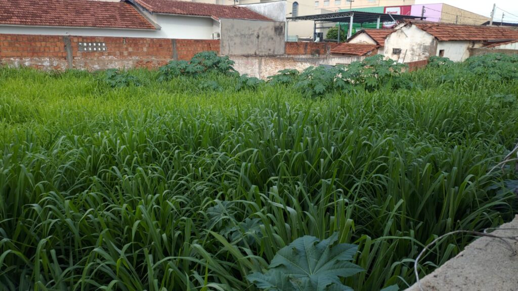 Escorpiões tomam conta do centro de Três Lagoas, assustam comerciantes e colocam a vida da população em risco