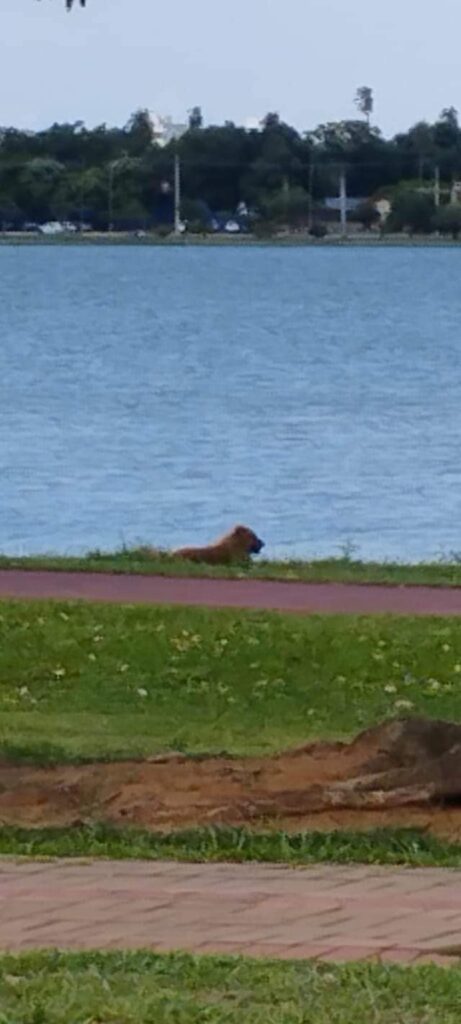 TRÊS LAGOAS: Após ser encontrado abandonado nas ruas, cão é resgatado, medicado e ‘dono’ aparece