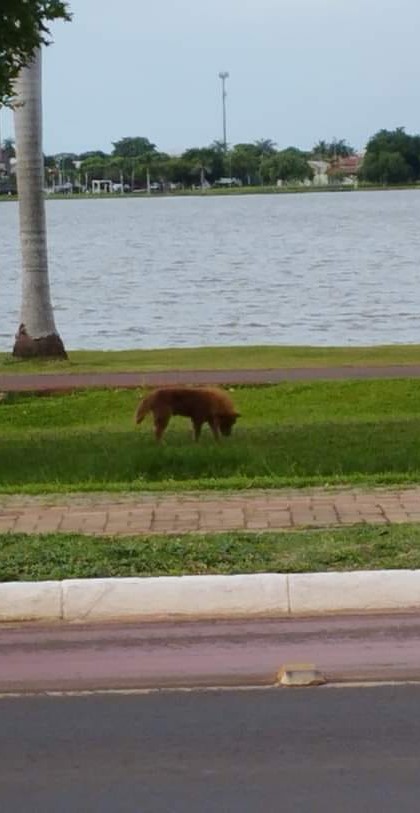 TRÊS LAGOAS: Após ser encontrado abandonado nas ruas, cão é resgatado, medicado e ‘dono’ aparece