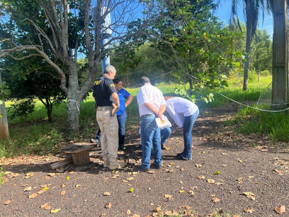 Prefeitura, Polícia Civil e PRF promovem ações no combate ao mosquito Aedes aegypti Prefeitura, Polícia Civil e PRF promovem ações no combate ao mosquito Aedes aegypti