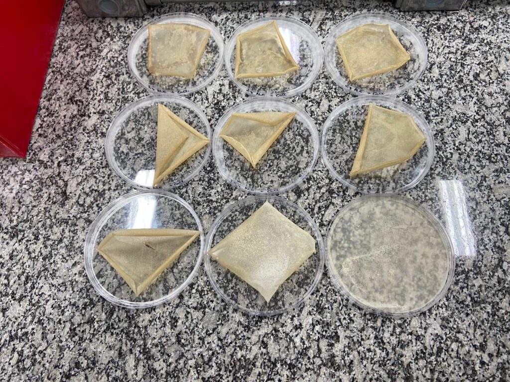 Pesquisa fomentada pela Fundect usa resíduos da indústria do pescado para criar embalagens Pesquisa fomentada pela Fundect usa resíduos da indústria do pescado para criar embalagens