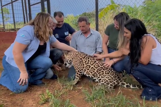 Imasul visita Instituto Onça-Pintada e técnicos ficam encantados com o trabalho realizado pela Organização Imasul visita Instituto Onça-Pintada e técnicos ficam encantados com o trabalho realizado pela Organização