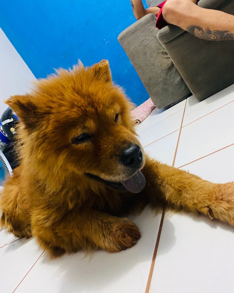 TRÊS LAGOAS: Após ser encontrado abandonado nas ruas, cão é resgatado, medicado e ‘dono’ aparece