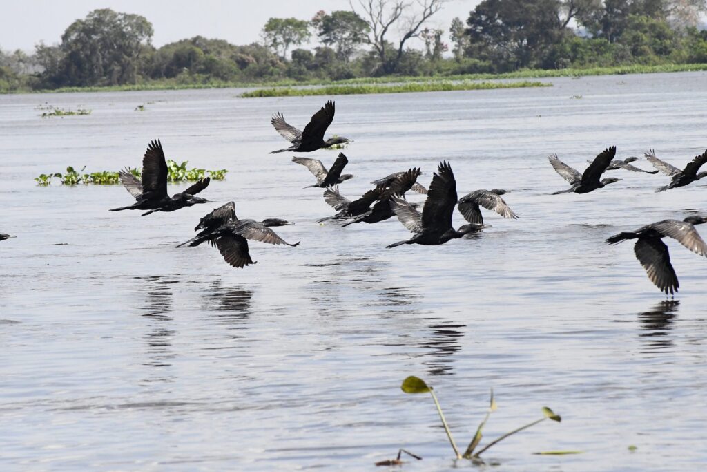 Com produção sustentável e proteção ambiental, Governo de MS atua para expandir atuação na União Europeia Com produção sustentável e proteção ambiental, Governo de MS atua para expandir atuação na União Europeia