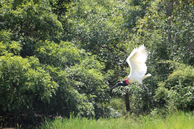 Para prevenir incêndios no Pantanal, Agems intensifica inspeções das redes rurais de energia em MS Para prevenir incêndios no Pantanal, Agems intensifica inspeções das redes rurais de energia em MS