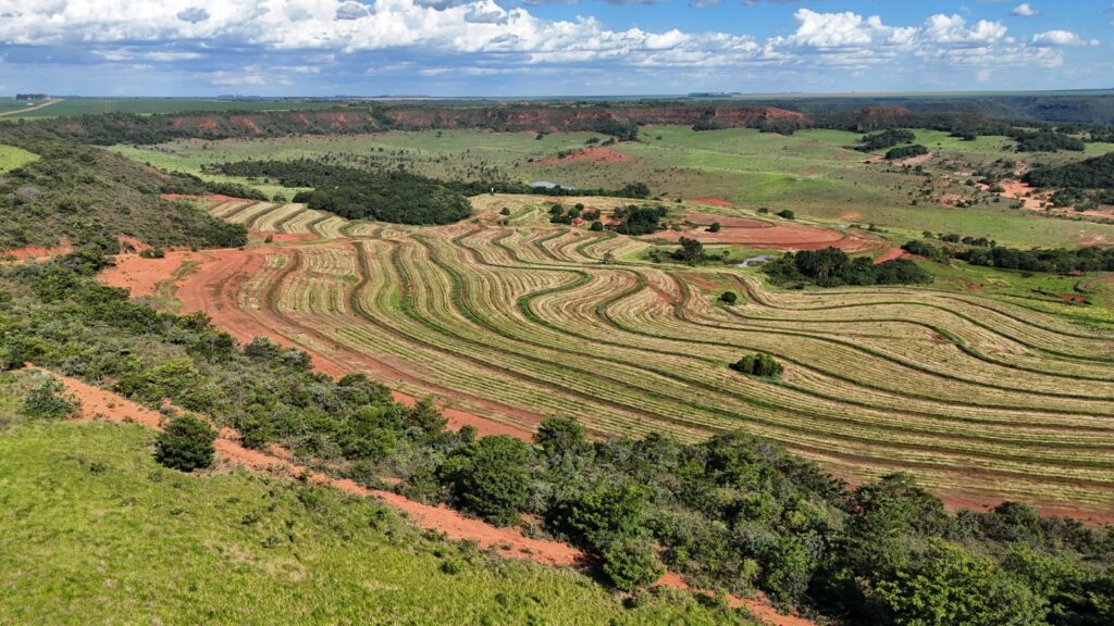 Com plantio de 270 mil mudas no parque estadual do Rio Taquari, MS realiza maior projeto de restauração do país Com plantio de 270 mil mudas no parque estadual do Rio Taquari, MS realiza maior projeto de restauração do país