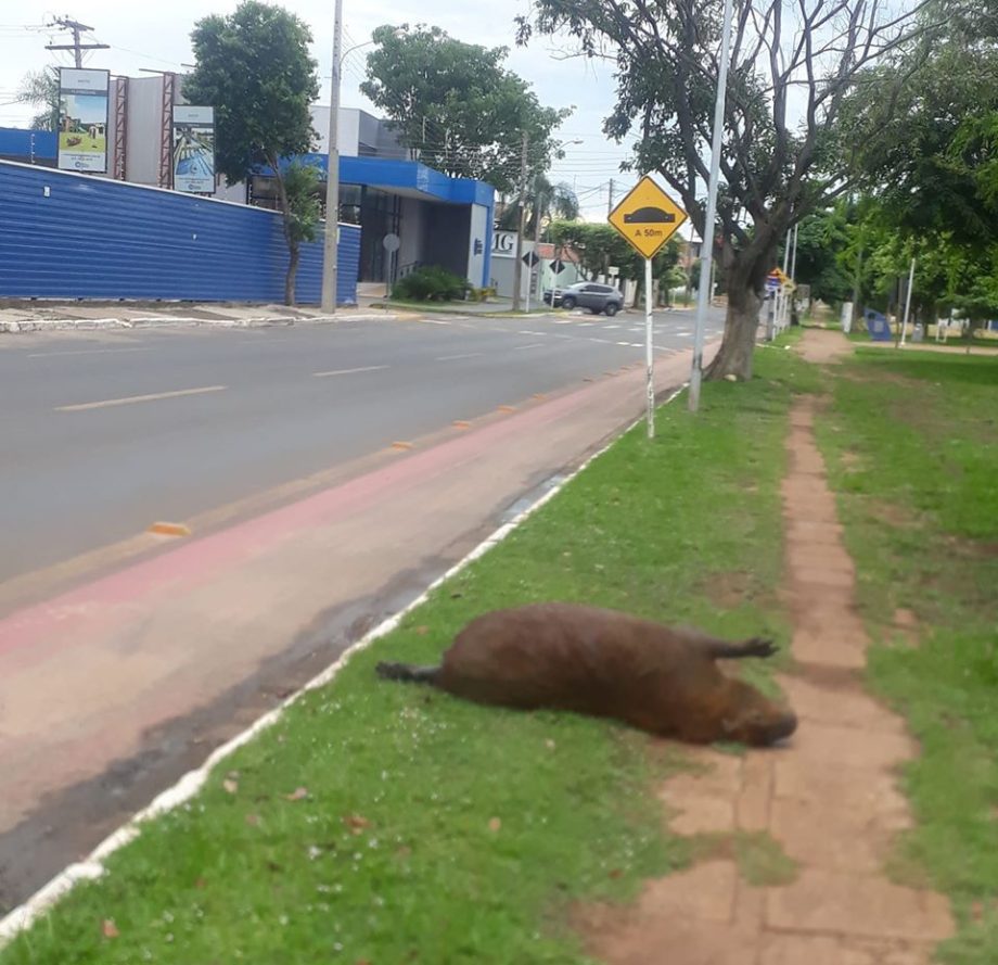 Imprudência mata: irresponsabilidade de condutores é a maior causa de acidentes no trânsito de Três Lagoas