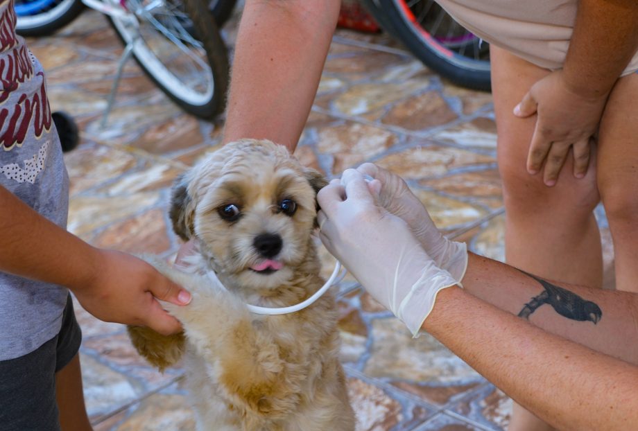 Saúde inicia 4ª etapa do “Encoleira Cão”, pesquisa que visa o combate à Leishmaniose canina