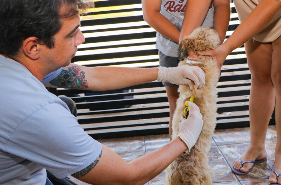 Saúde inicia 4ª etapa do “Encoleira Cão”, pesquisa que visa o combate à Leishmaniose canina