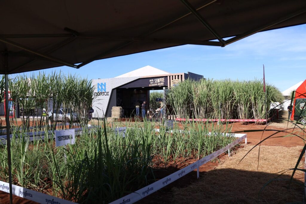 Expocanas: Governo de MS reduz ICMS das sucroenergéticas para 1,8%, e gigante do setor anuncia nova planta Expocanas: Governo de MS reduz ICMS das sucroenergéticas para 1,8%, e gigante do setor anuncia nova planta