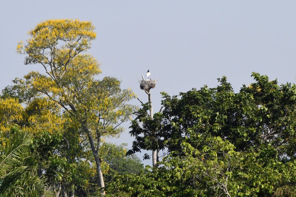 Com atuação integrada, Governo de MS trabalha para prevenir incêndios florestais no Pantanal