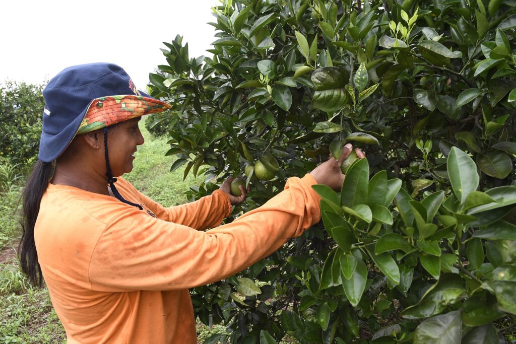 Produtores de laranja encontram em Mato Grosso do Sul ambiente propício e seguro para investir Produtores de laranja encontram em Mato Grosso do Sul ambiente propício e seguro para investir