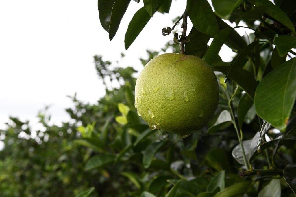 Produtores de laranja encontram em Mato Grosso do Sul ambiente propício e seguro para investir