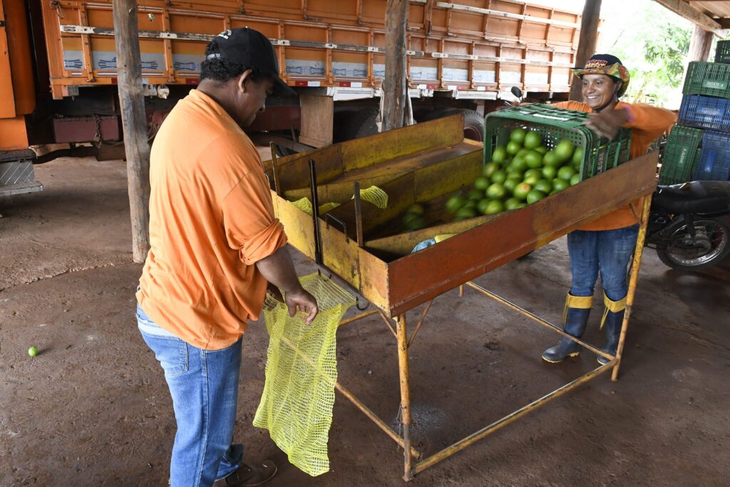 Produtores de laranja encontram em Mato Grosso do Sul ambiente propício e seguro para investir Produtores de laranja encontram em Mato Grosso do Sul ambiente propício e seguro para investir