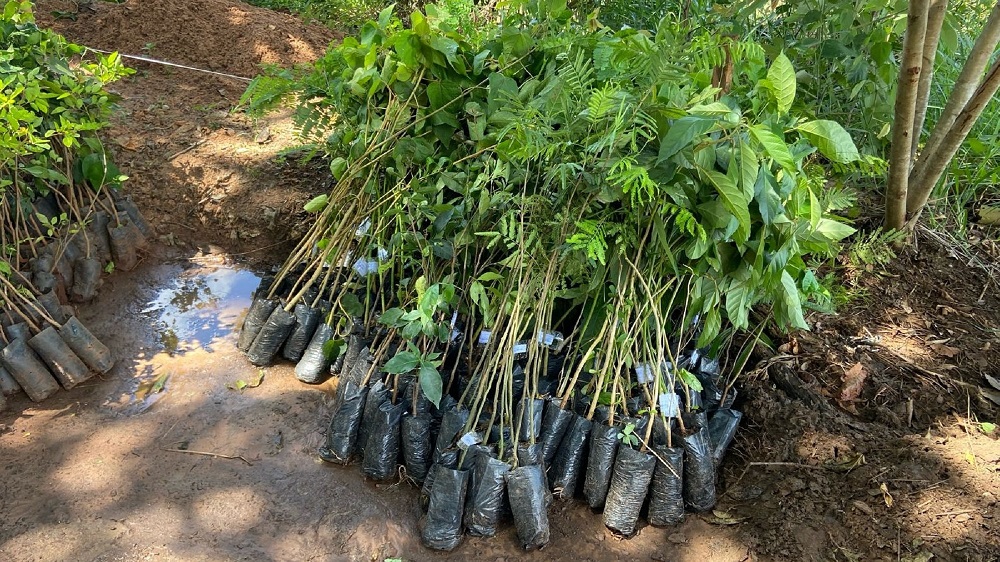 Suzano divulga a 32ª edição do boletim do Projeto Cerrado