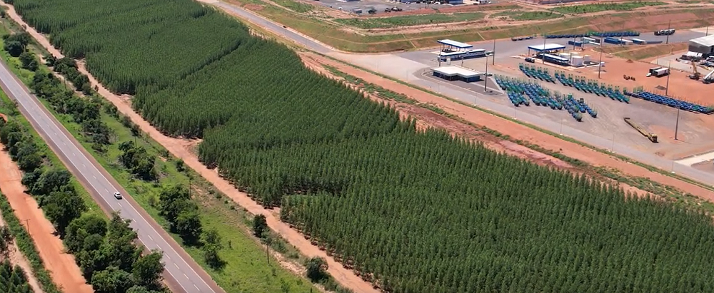 Suzano divulga a 32ª edição do boletim do Projeto Cerrado