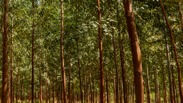 CELULOSE NO PARAGUAI: Paracel já tem florestas de eucalipto para operar e empresa se espelha em MS