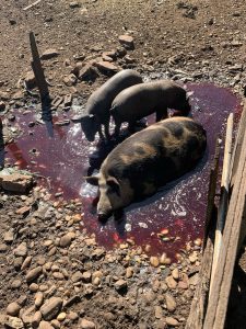 Operação Conjunta resulta na prisão de três suspeitos por comércio de carne clandestina em Paranaíba Operação Conjunta resulta na prisão de três suspeitos por comércio de carne clandestina em Paranaíba