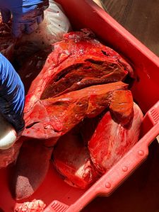 Operação Conjunta resulta na prisão de três suspeitos por comércio de carne clandestina em Paranaíba Operação Conjunta resulta na prisão de três suspeitos por comércio de carne clandestina em Paranaíba