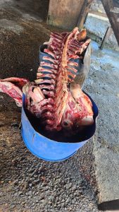 Operação Conjunta resulta na prisão de três suspeitos por comércio de carne clandestina em Paranaíba Operação Conjunta resulta na prisão de três suspeitos por comércio de carne clandestina em Paranaíba