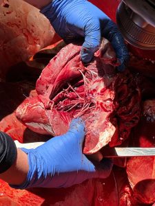 Operação Conjunta resulta na prisão de três suspeitos por comércio de carne clandestina em Paranaíba Operação Conjunta resulta na prisão de três suspeitos por comércio de carne clandestina em Paranaíba