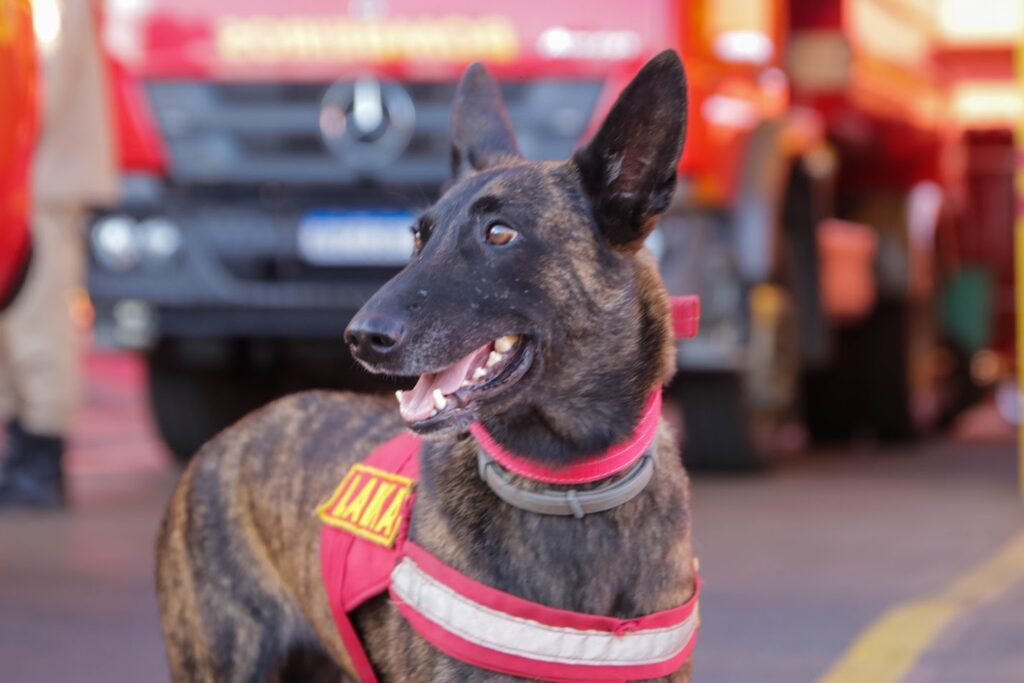 Bombeiros reforçam salvamento no RS com nova equipe de militares e cadela de busca