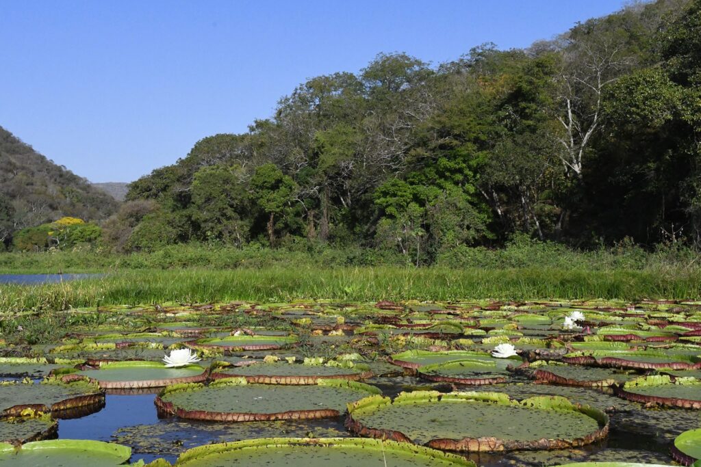 Com agravamento da seca na bacia do Pantanal, Agência Nacional de Águas alerta para situação