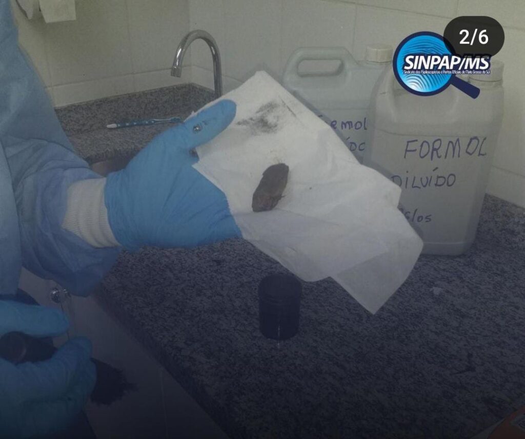 Peritos papiloscopistas de MS se colocam a disposição para missão de ajuda ao RS