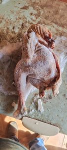 Operação Conjunta resulta na prisão de três suspeitos por comércio de carne clandestina em Paranaíba Operação Conjunta resulta na prisão de três suspeitos por comércio de carne clandestina em Paranaíba