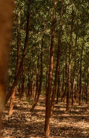 CELULOSE AQUECE NO BRASIL: Qual grupo fará primeiro o startup da planta na região de Três Lagoas  