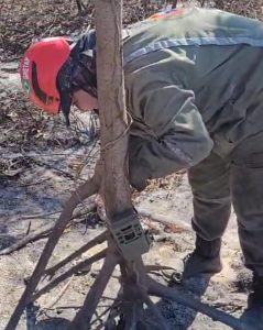 De ninho com tuiuiús até onça: socorristas monitoram animais por conta de incêndios no Pantanal De ninho com tuiuiús até onça: socorristas monitoram animais por conta de incêndios no Pantanal