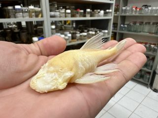 Cascudo criticamente ameaçado de extinção é avistado em caverna de Bonito após 20 anos