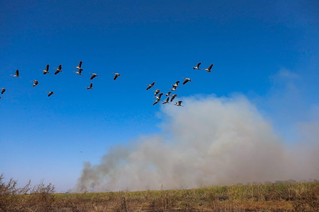 Esforço coletivo: Governo de MS e Força Nacional trabalham em conjunto para combater focos no Pantanal Esforço coletivo: Governo de MS e Força Nacional trabalham em conjunto para combater focos no Pantanal