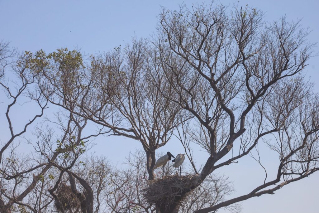 Esforço coletivo: Governo de MS e Força Nacional trabalham em conjunto para combater focos no Pantanal Esforço coletivo: Governo de MS e Força Nacional trabalham em conjunto para combater focos no Pantanal