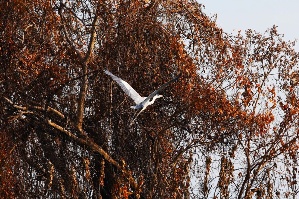 Resiliência: Pantanal Sul-mato-grossense se revela um gigante cheio de vida