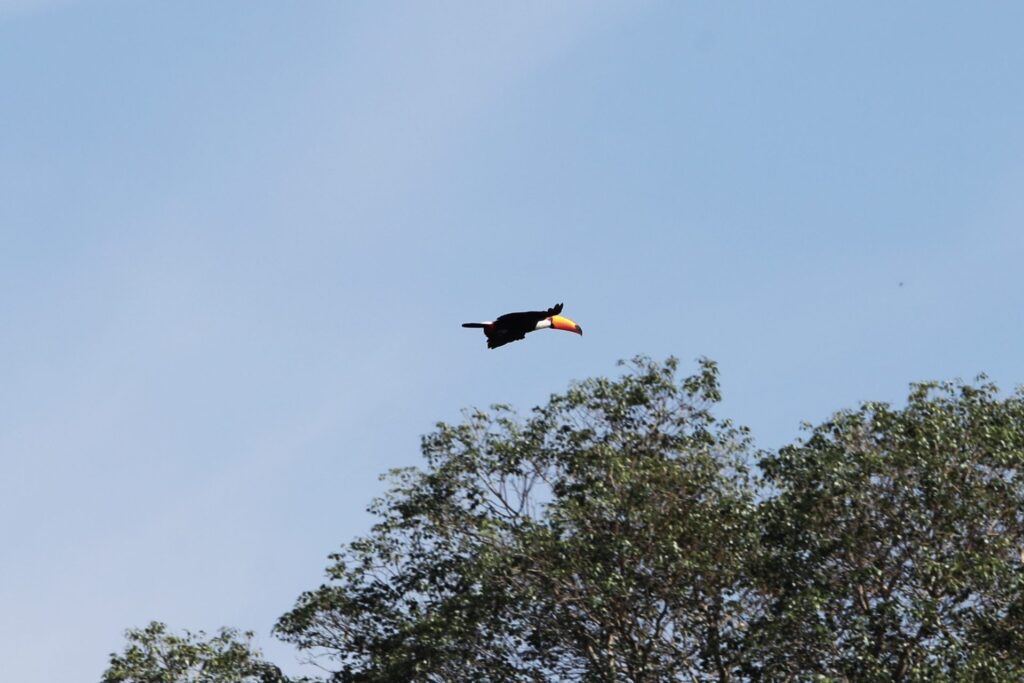 Resiliência: Pantanal Sul-mato-grossense se revela um gigante cheio de vida