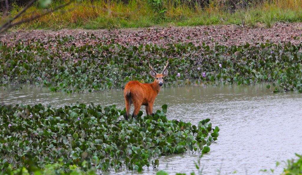 Resiliência: Pantanal Sul-mato-grossense se revela um gigante cheio de vida