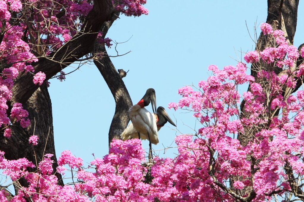 Resiliência: Pantanal Sul-mato-grossense se revela um gigante cheio de vida