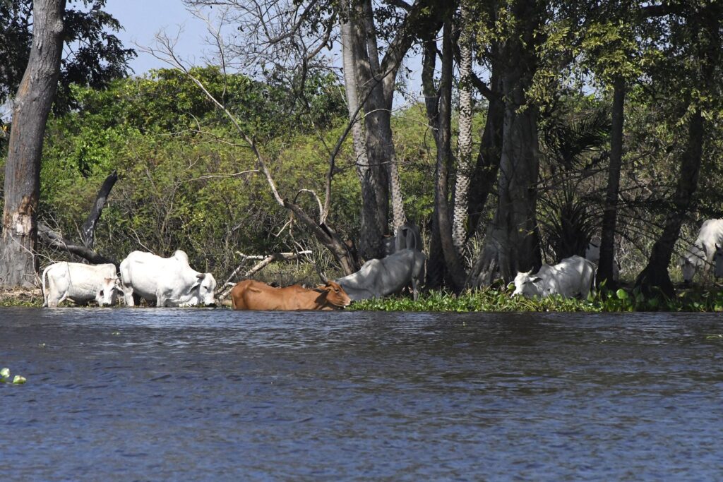 Maior que Portugal: mapa mostra imensidão do Pantanal em MS e desafios de logística no bioma Maior que Portugal: mapa mostra imensidão do Pantanal em MS e desafios de logística no bioma