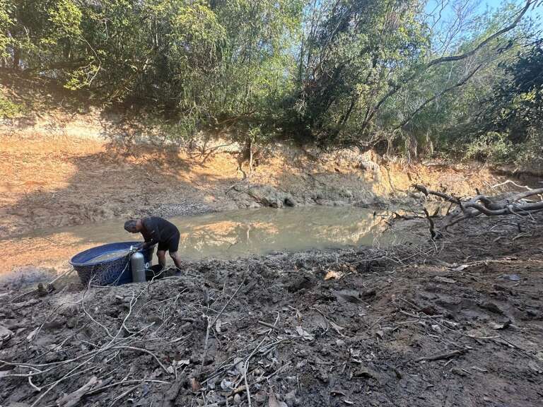 Operação Dourado resgata 200 peixes de morrerem asfixiados no Mato Grosso do Sul Operação Dourado resgata 200 peixes de morrerem asfixiados no Mato Grosso do Sul