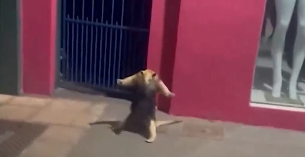 Tamanduá-mirim é visto passeando com filhote nas costas em MS Tamanduá-mirim é visto passeando com filhote nas costas em MS