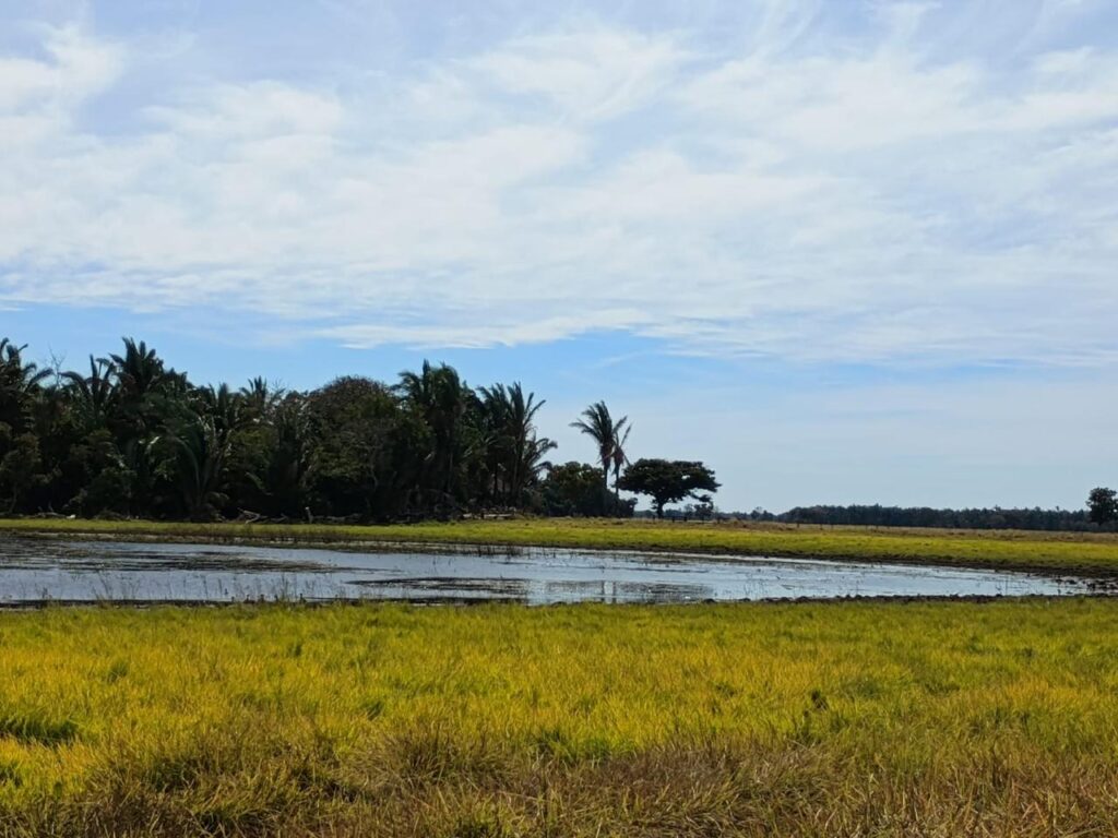 Pantanal de MS tem umidade em 10% e focos ativos em diferentes regiões Pantanal de MS tem umidade em 10% e focos ativos em diferentes regiões