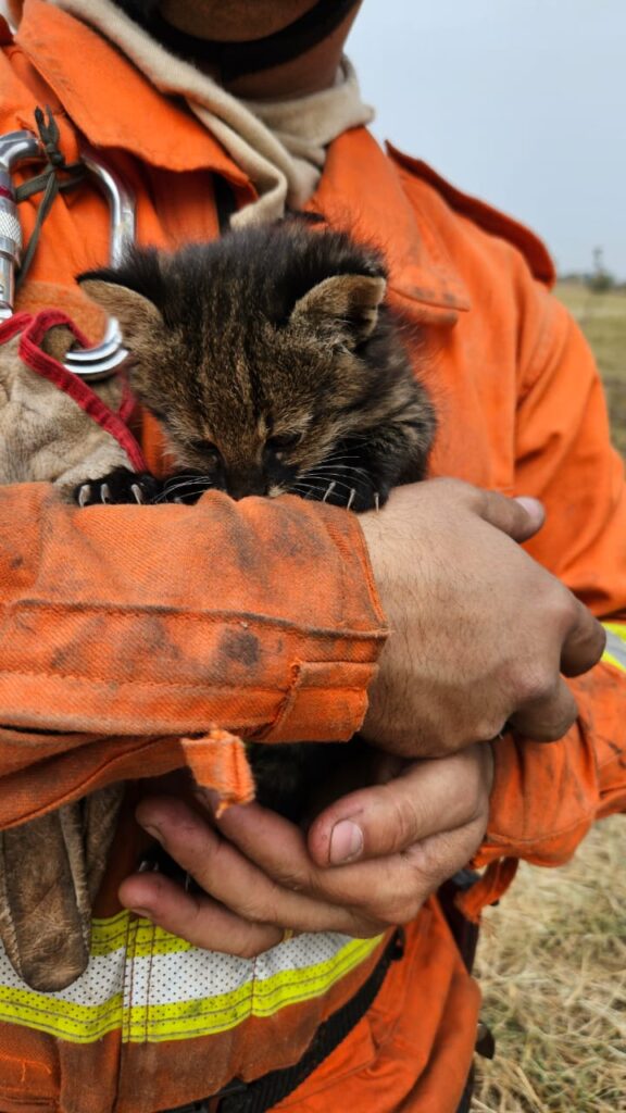 Imasul recebe filhotes de gato palheiro, mais dois animais resgatados do fogo