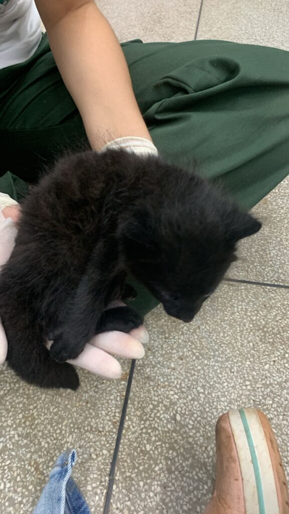 Imasul recebe filhotes de gato palheiro, mais dois animais resgatados do fogo