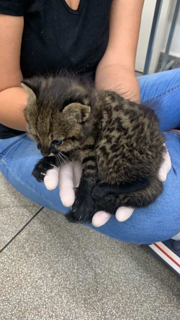 Imasul recebe filhotes de gato palheiro, mais dois animais resgatados do fogo