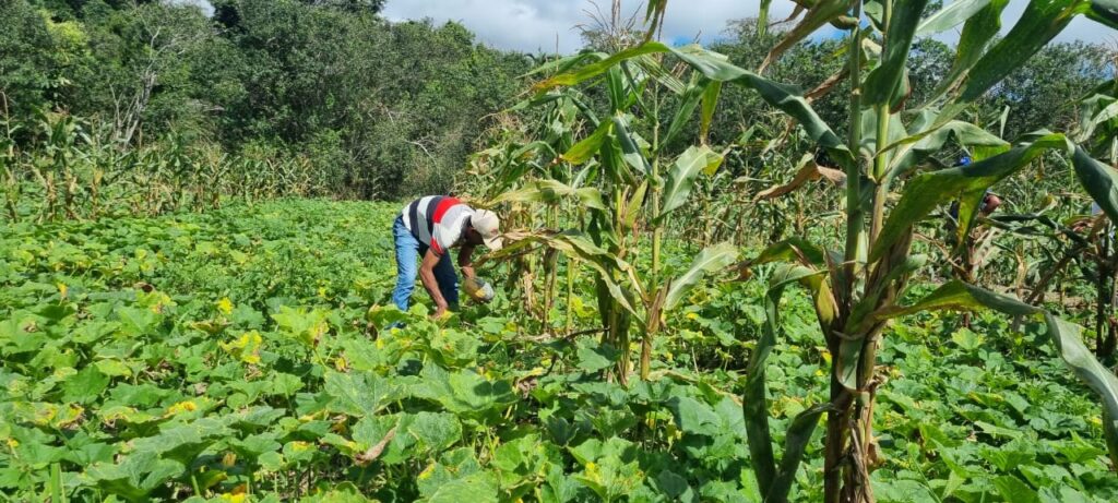 INovaland® estabelece raízes no Brasil para melhor atender comunidades e às partes interessadas na restauração de florestas INovaland® estabelece raízes no Brasil para melhor atender comunidades e às partes interessadas na restauração de florestas