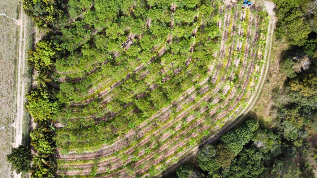 INovaland® estabelece raízes no Brasil para melhor atender comunidades e às partes interessadas na restauração de florestas INovaland® estabelece raízes no Brasil para melhor atender comunidades e às partes interessadas na restauração de florestas