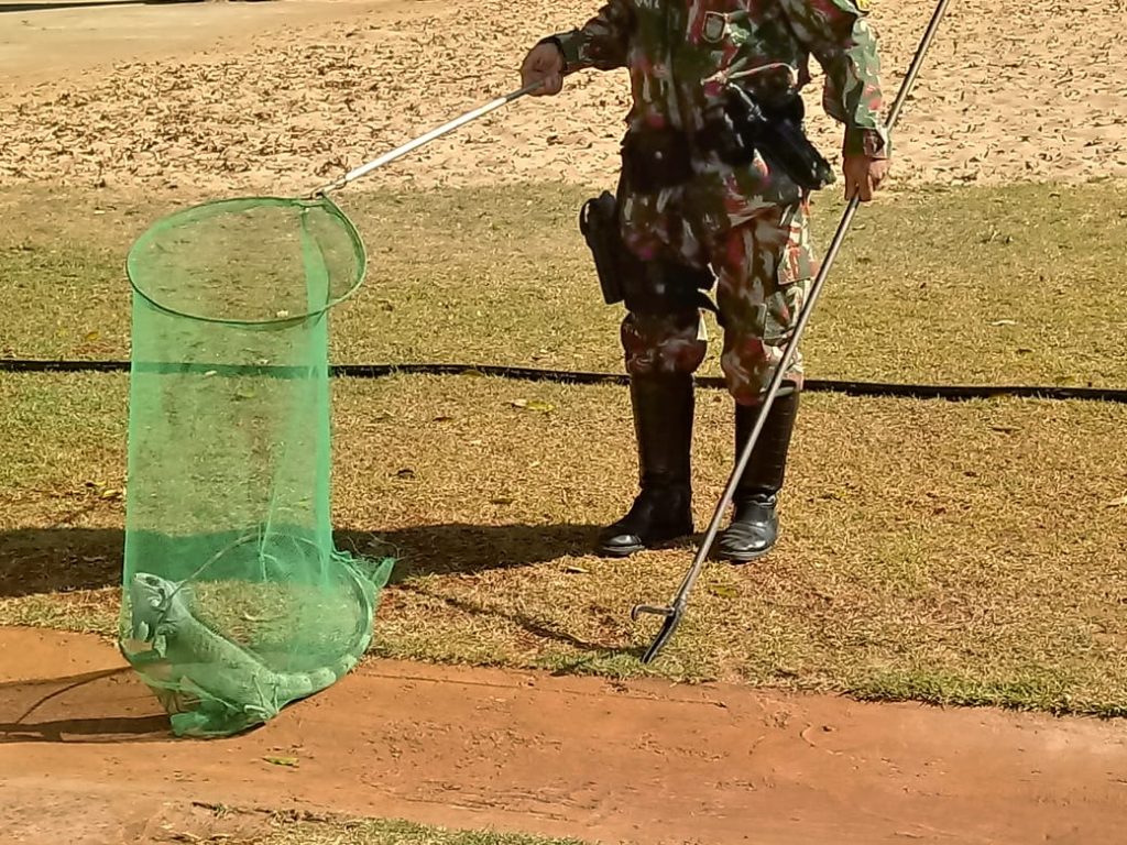 O que faço se encontrei um animal silvestre ferido? Imasul faz orientações e recomenda acionar a PMA O que faço se encontrei um animal silvestre ferido? Imasul faz orientações e recomenda acionar a PMA