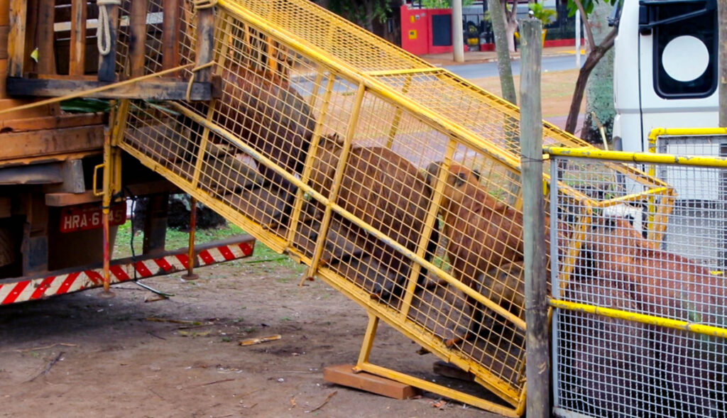 Prefeitura leva 44 capivaras da Lagoa Maior para o Parque Natural do Pombo; Entenda Prefeitura leva 44 capivaras da Lagoa Maior para o Parque Natural do Pombo; Entenda